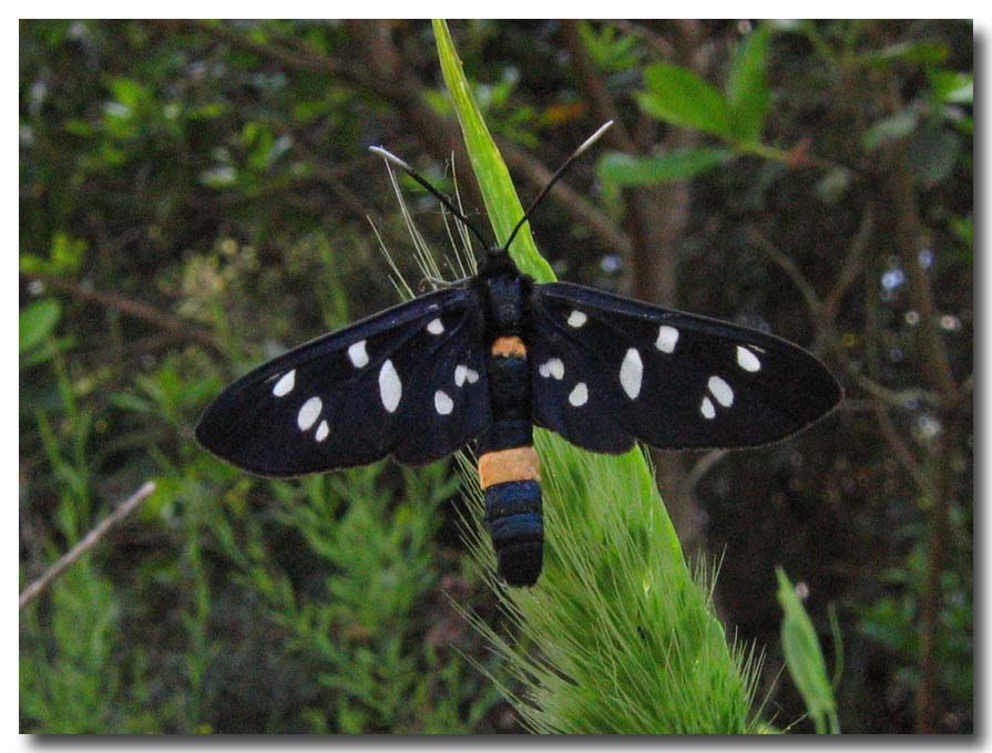 Amata phegea e Zygaena ephialtes